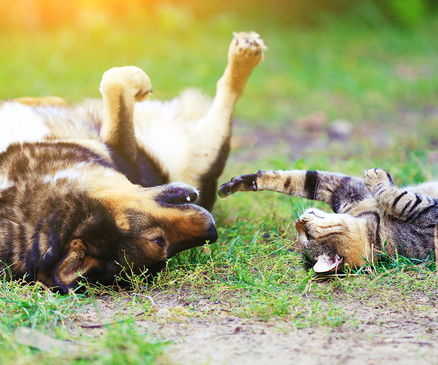 Natural flea remedy - Dog and cat lying on backs on grass