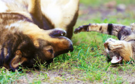 Natural flea remedy - Dog and cat lying on backs on grass