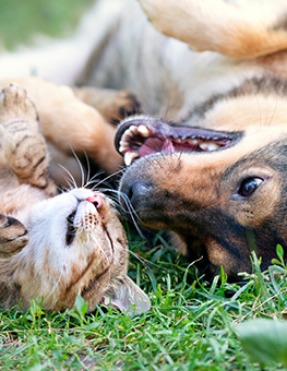 Natural flea remedy - Dog and cat lying on backs on grass