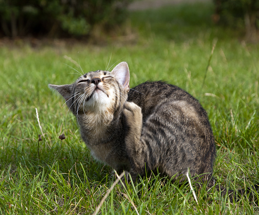 Natural flea remedy - Tabby kitten lying on the lawn, scratching