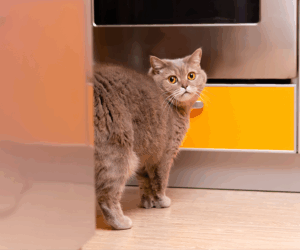 A cat looks for a place to spray in a kitchen.