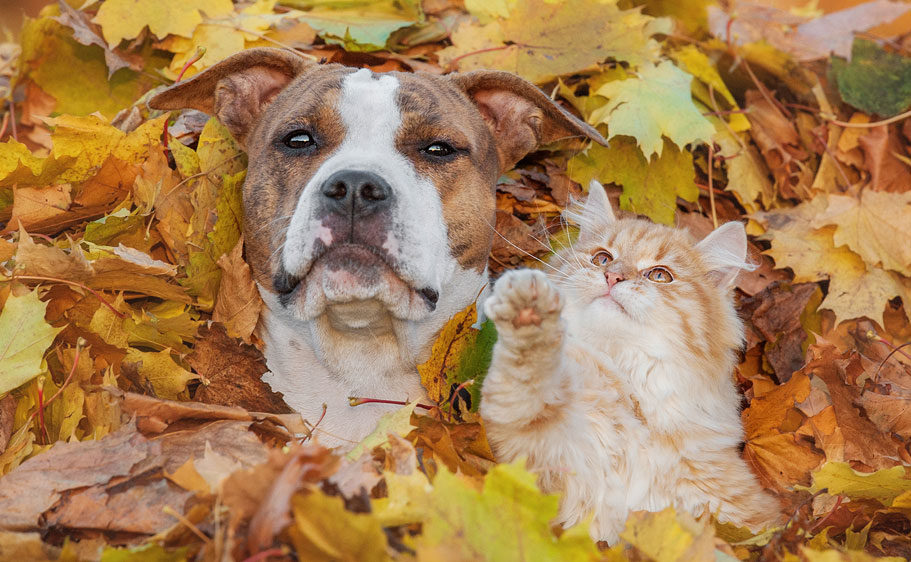 Dog and cat playing in the fall leaves
