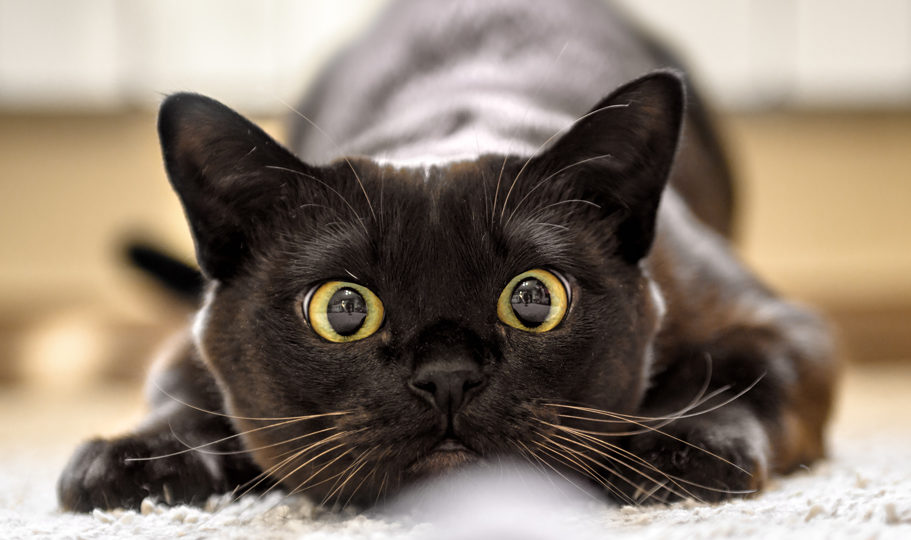 Explanations for your cat's unusual behavior.