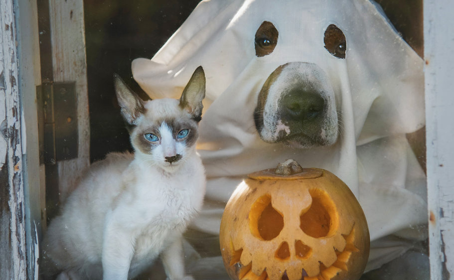 Don't stress about Halloween costumes, keep it fun for your dog or cat.