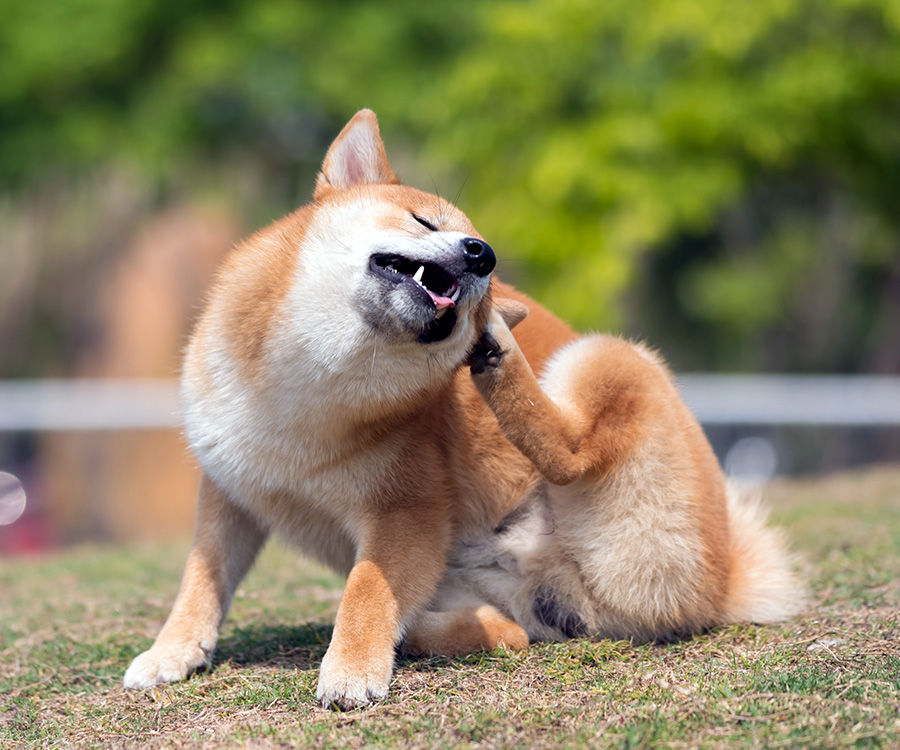 Flea Allergy Dermatitis - Shiba Inu scratching on the grass