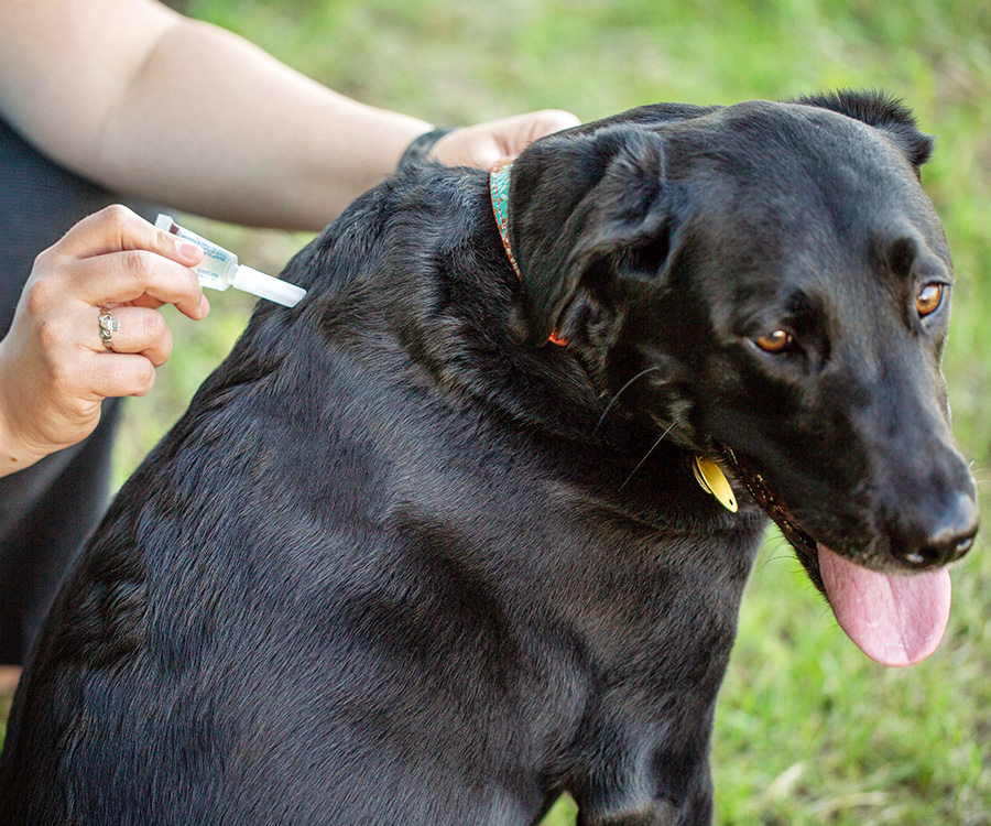 Flea Allergy Dermatitis - Woman's hand putting flea drops on dog