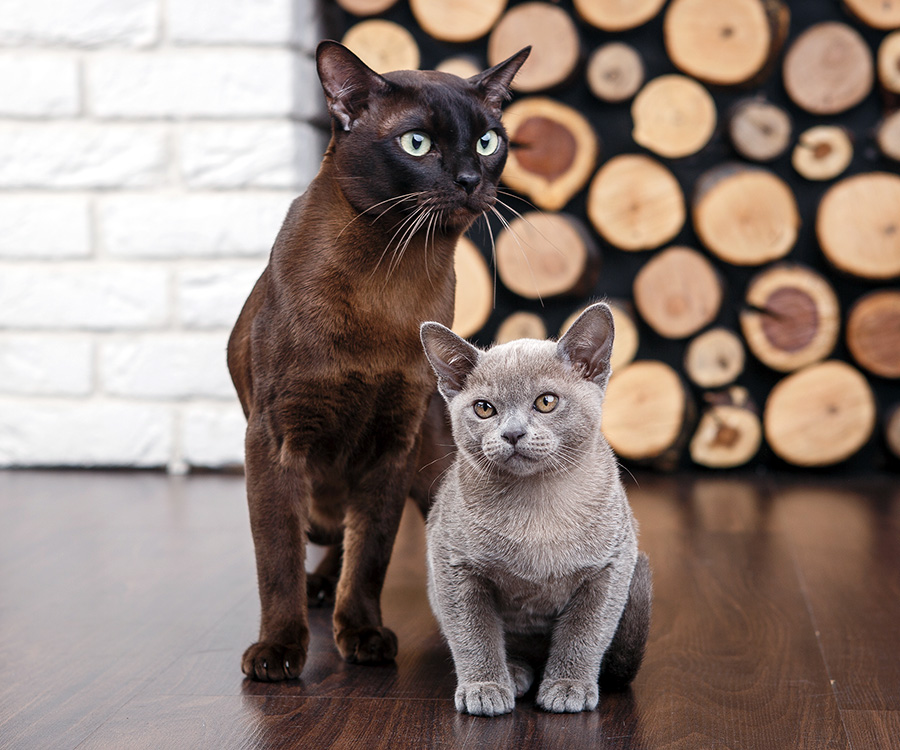 Calculating Cat Age - Older chocolate brown cat and grey kitten with big green eyes on wooden floor