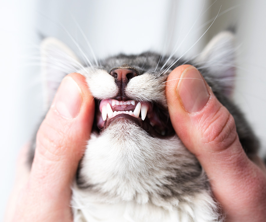 Calculating Cat Age - Maine coon cat's teeth examined by human hands
