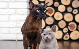 Calculating Cat Age - Older chocolate brown cat and grey kitten with big green eyes on wooden floor