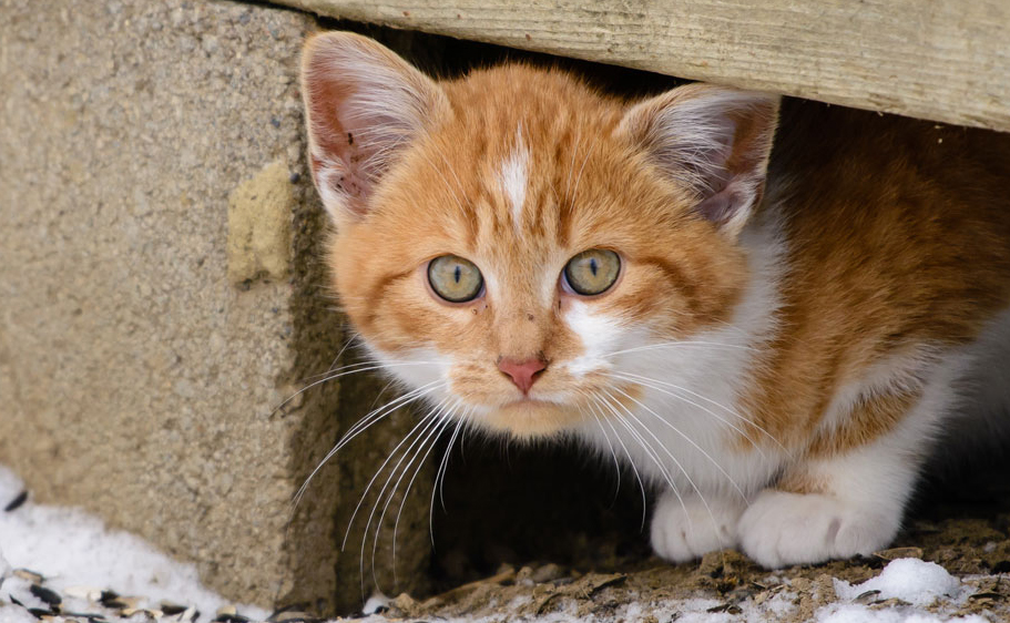 You can try taming a feral cat, but they may not like your home
