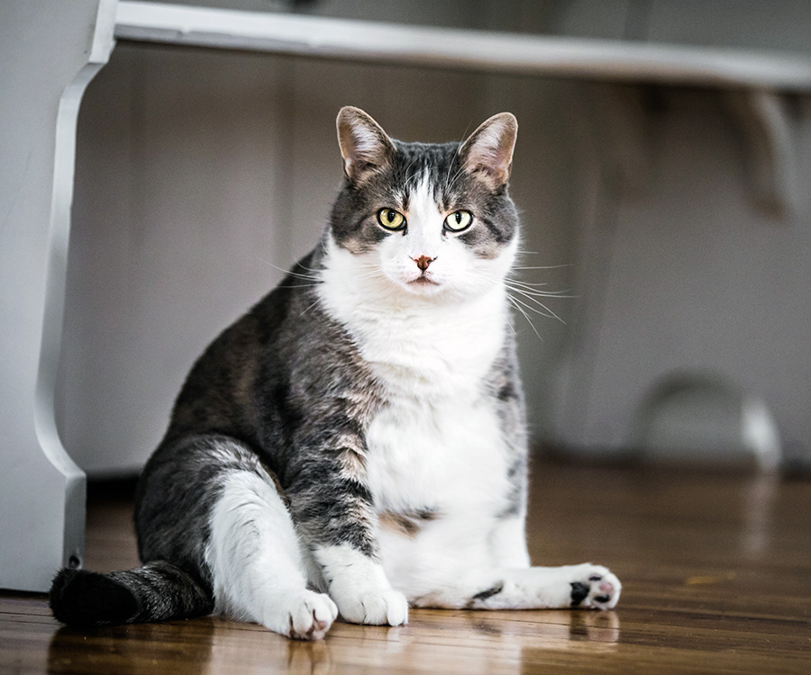 Cat Healthy Weight - Fat cat sitting on wood floor