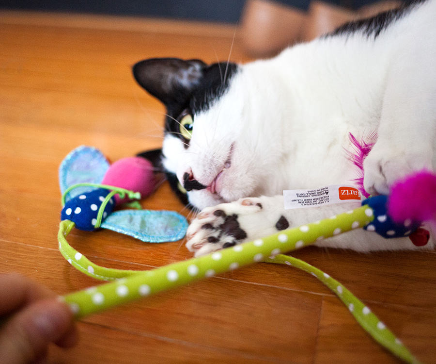 Cat Healthy Weight - Cat on ground playing with wand