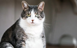 Cat Healthy Weight - Fat cat sitting on wood floor