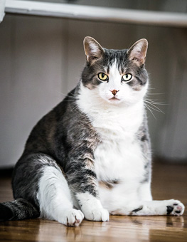 Cat Healthy Weight - Fat cat sitting on wood floor