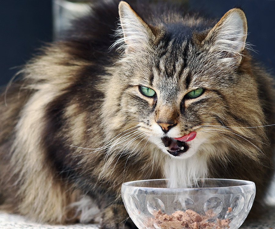 Cat Healthy Weight - Norwegian forest cat licking chops, eating food