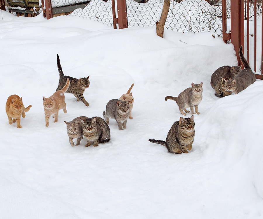 Community Cats - 12 outdoor cats in snow