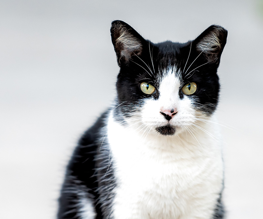 Community Cats - Stray black white cat with green eyes and left ear-tip