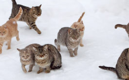 Community Cats - 12 cats in snow