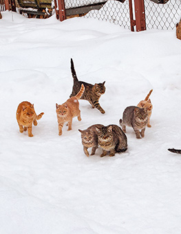 Community Cats - 12 cats in snow