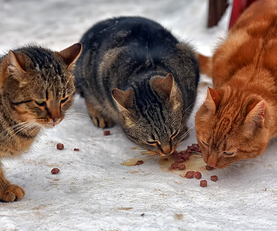 Community Cats - 3 hungry stray cats eat outside in the snow in winter