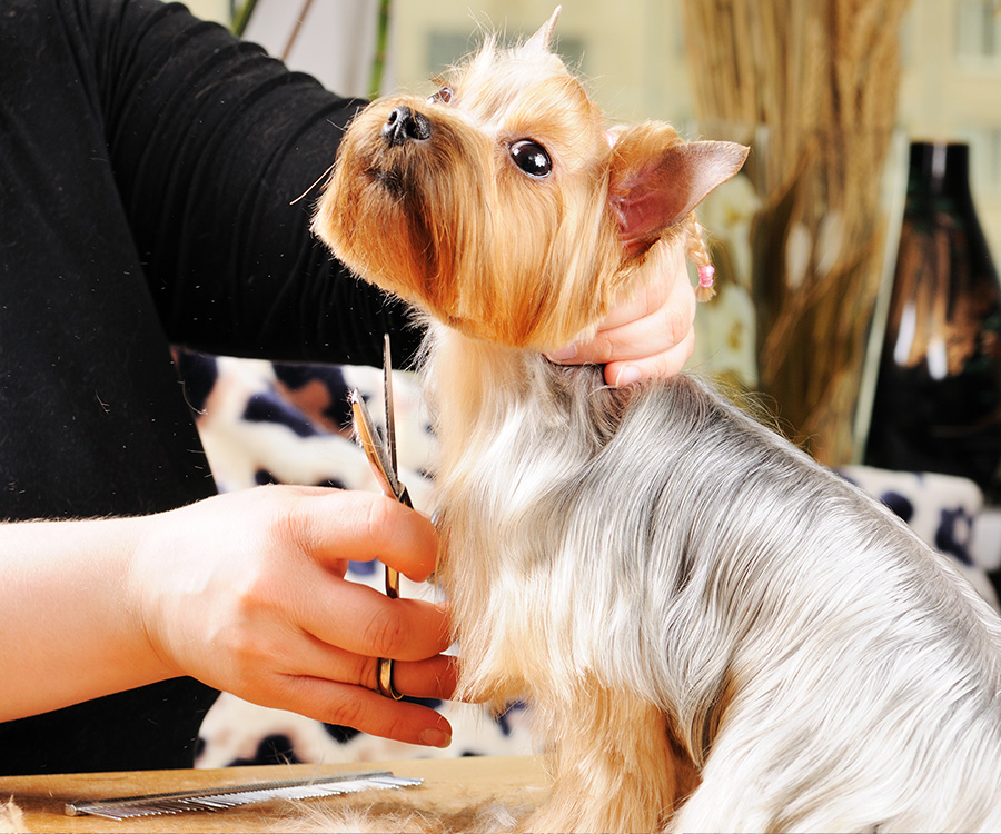 Grooming a Dog - Yorkshire Terrier getting his hair cut at the groomer