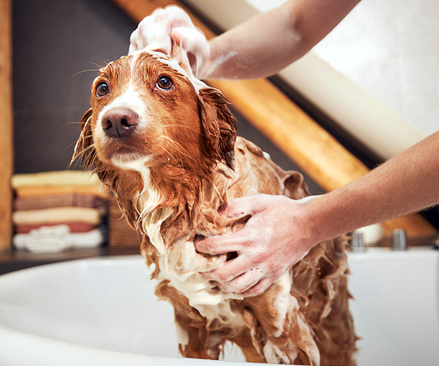 Grooming a Dog - Dog being bathed in tub