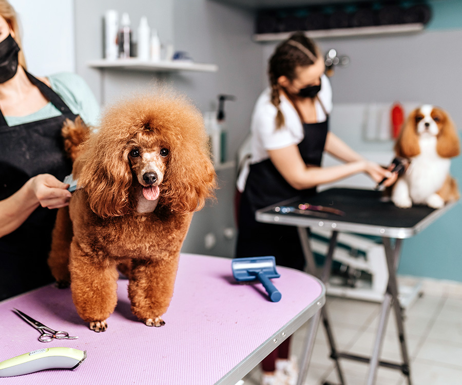 Grooming a Dog - Red miniature poodle and Cavalier King Charles Spaniel at grooming salon