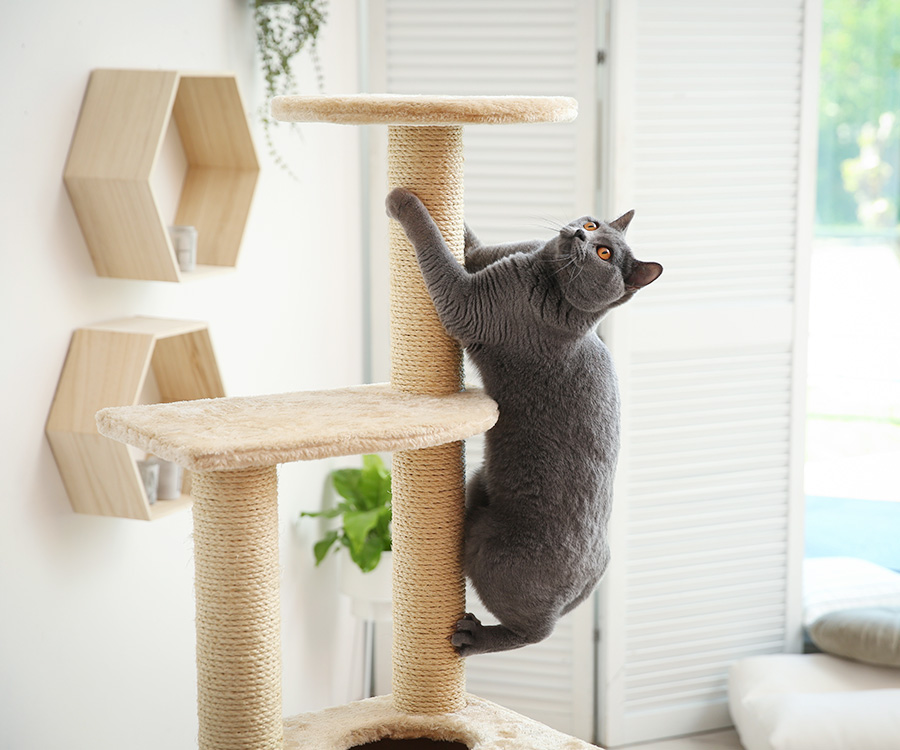 How to keep an indoor cat happy - Gray cat on cat tree at home