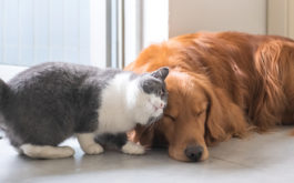Can you use dog flea treatment on cats - Golden Retriever dog and British short-haired cat