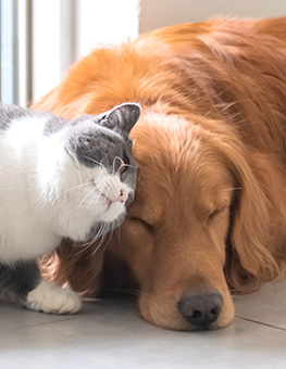 Can you use dog flea treatment on cats - Golden Retriever dog and British short-haired cat