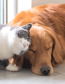 Can you use dog flea treatment on cats - Golden Retriever dog and British short-haired cat