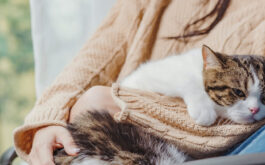 A cat hugs their owner.