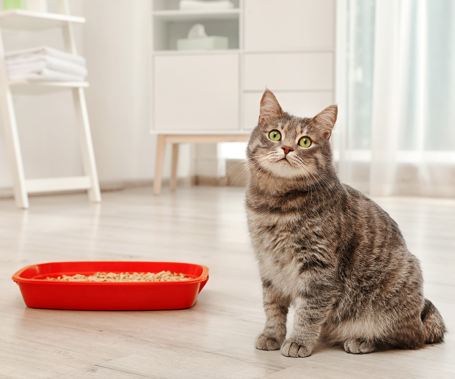 Cat will not use litter box - grey cat near litter box indoors
