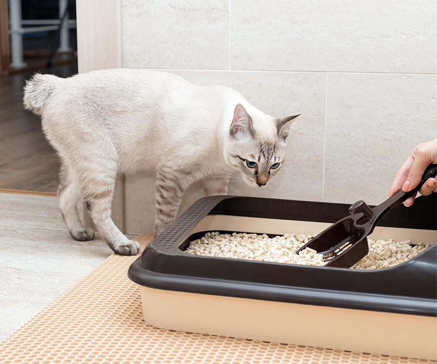 Cat will not use litter box - Person cleaning cat litter tray with scoop