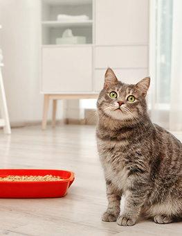 Cat will not use litter box - grey cat near litter box indoors