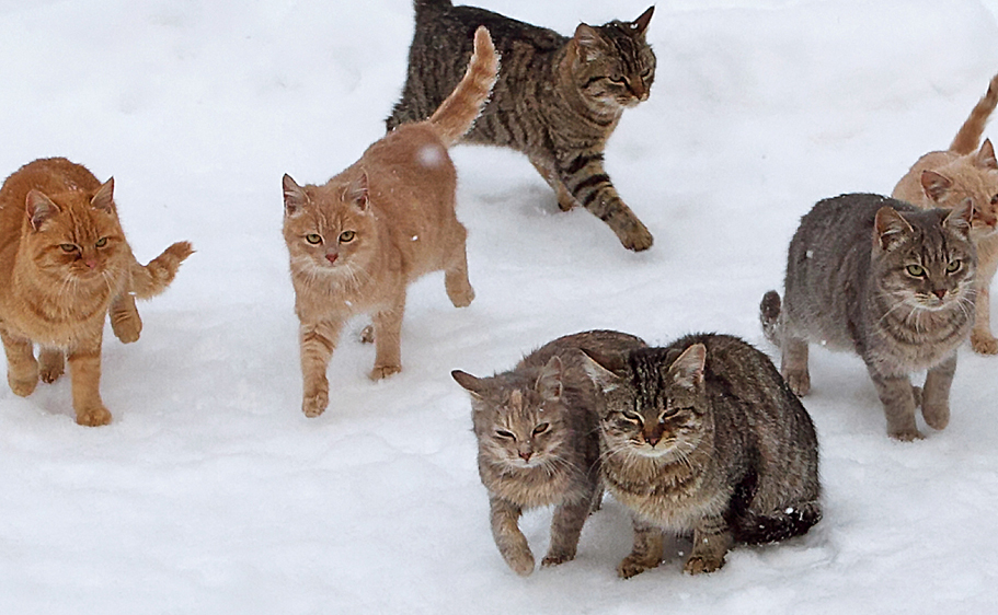 Caring for feral community cats.