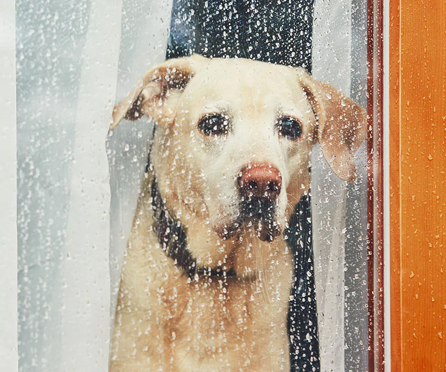 Does rain kill fleas in yard - Dog looking through window as it rains.