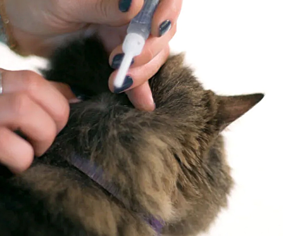 Does rain kill fleas in yard - Woman putting flea drops on back of cat's head