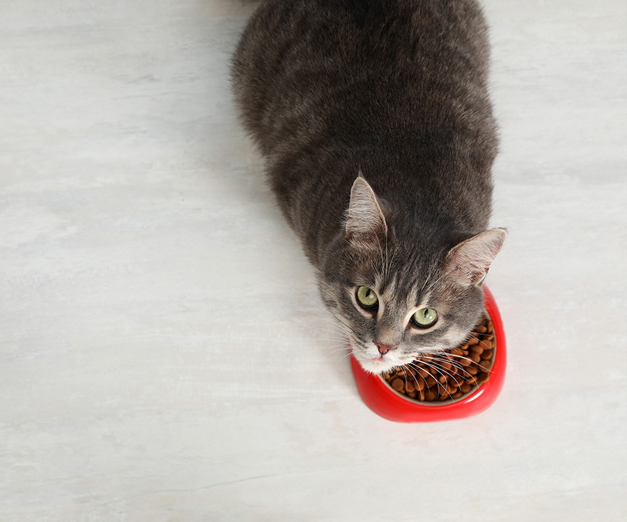 Nutrition for Cats - Adorable tabby cat near bowl of food indoors