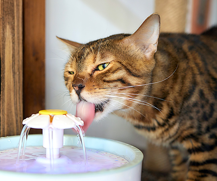 Nutrition for Cats - Cat drinking from water fountain