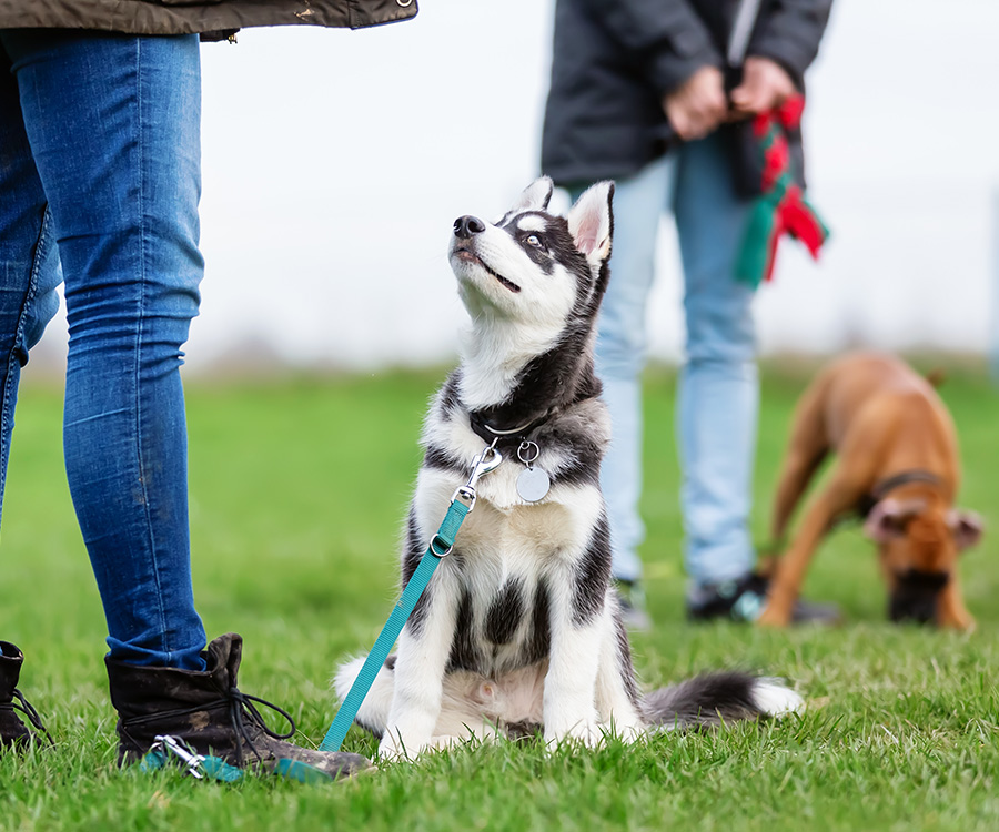Socialize Puppy - Woman with a husky puppy on a dog training field