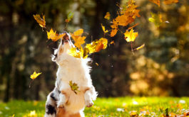Socialize Puppy - Australian shepherd playing with leaves in autumn