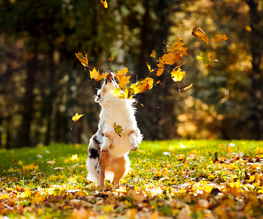 Socialize Puppy - Australian shepherd playing with leaves in autumn