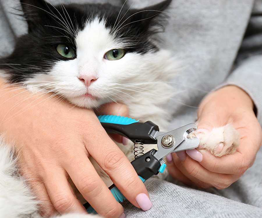 Stop cat from scratching furniture - Woman cutting claws of cute cat with clipper