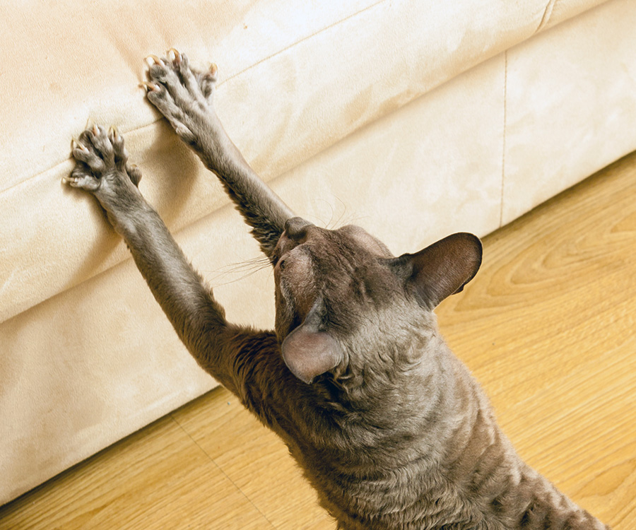 Stop cat from scratching furniture - Cat scratching white sofa with claws