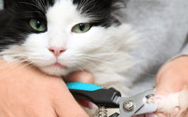 Stop cat from scratching furniture - Woman cutting claws of cute cat with clipper