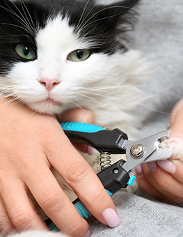 Stop cat from scratching furniture - Woman cutting claws of cute cat with clipper
