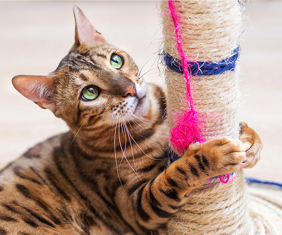 Stop cat from scratching furniture - Cat playing with a scratch post