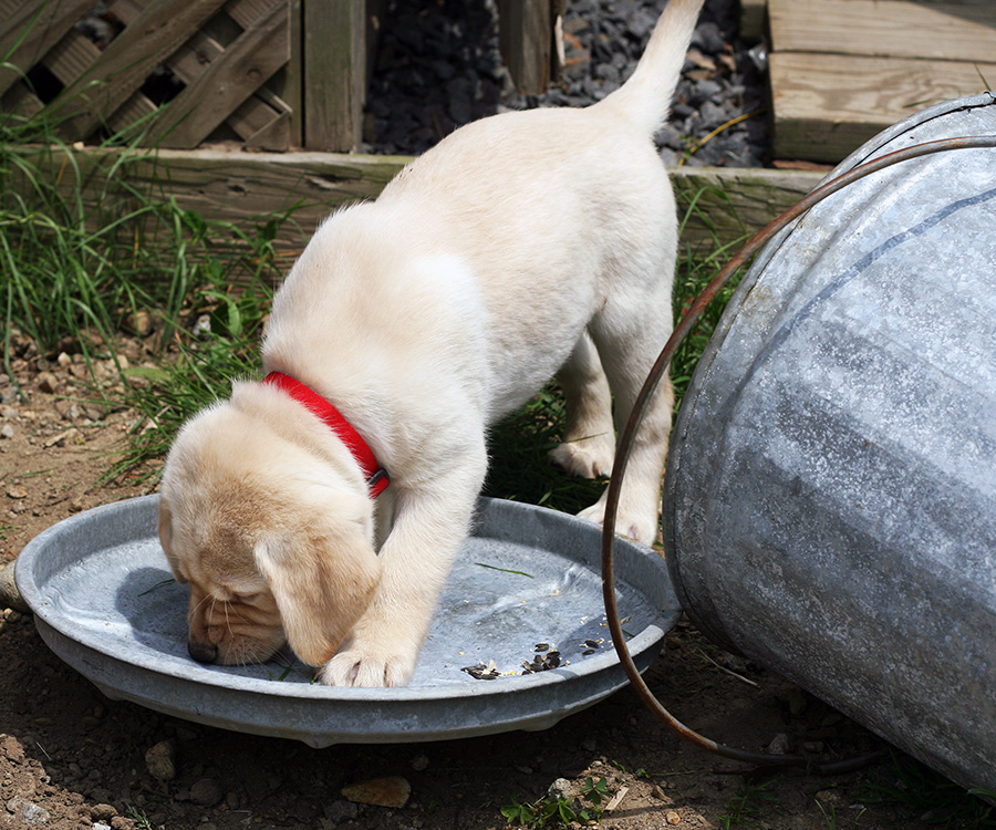 What are fleas attracted to - yellow lab puppy investigating garbage can