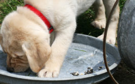 What are fleas attracted to - yellow lab puppy investigating garbage can